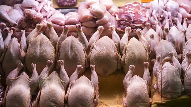 Zarazhennaja kurica obnaruzhena v magazinah sankt peterburga 8fbb0bc.webp